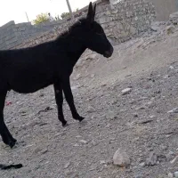 الاغ|حیوانات مزرعه|کوهدشت, |دیوار