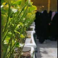 کاروان مشهد مقدس ۶/۲۵حرکت فقط ۴ تمن ظرفیت محدود|تور و چارتر|اهواز, سلطانمنش|دیوار