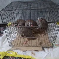 مرغ خروس