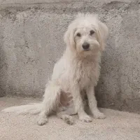 واگذاری سگ میکس شیتزو