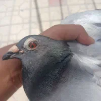 کبوتر جان آردن عراقی