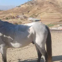 اسب|اسب و تجهیزات اسبسواری|سنندج, |دیوار