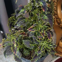 گل پتوس|گل و گیاه طبیعی|سنندج, |دیوار