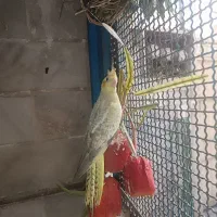 جوجه ی عروس هلندی
