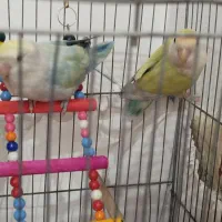 جفت طوطی برزیلی|پرنده|ارومیه, |دیوار