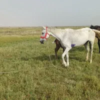 فروش اسب مادیون با کره