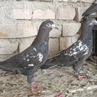 کبوتر پاکستانی و کبکی