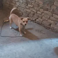 سگ پا کوتاه|سگ|کرمانشاه, |دیوار