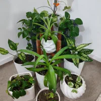 ده عدد گلدان با گل‌های آپارتمانی