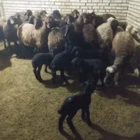 میش و بره