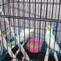 دوعددعروس هلندی