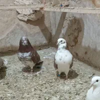 فروش کبوتران فوق پرشی