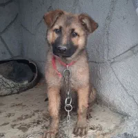 سگ نگهبان سه ماهه