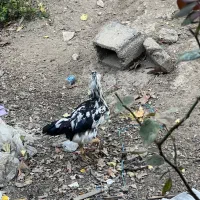 خروس گلین ۵ ماهه|حیوانات مزرعه|شهریار, کهنز|دیوار