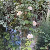 گل و گیاه نهال درخت و درختچه|خدمات باغبانی و درختکاری|رباطکریم, رباطکریم|دیوار