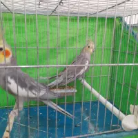 چند تا عروس هلندی ویک جفت فنچ|پرنده|زنجان, |دیوار