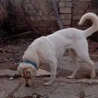 سگ ماده پژدر