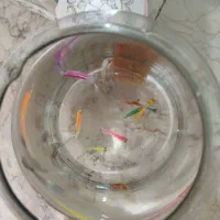 اکواریوم همراه ماهی