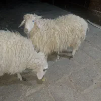 گوشت|حیوانات مزرعه|خاش, |دیوار