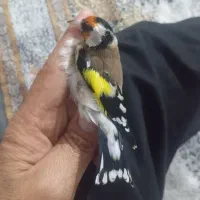 سهره  نرجوجه سال