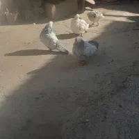 پشت هفترنگ قوچانی سینه ابی|پرنده|بجنورد, |دیوار