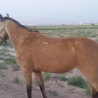 مادیون سرخ