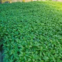 نشا فلفل گوجه بادمجان و....    ۱۰۰۰۰ تومان