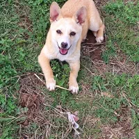 توله پاکوتاه بوبی سرابی ماده|سگ|اردبیل, |دیوار