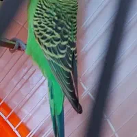 مرغ عشق