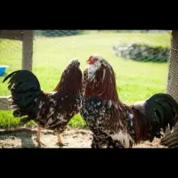 پرندگان زینتی با فرآورده های پر خواص|حیوانات مزرعه|مشهد, سجاد شهر|دیوار