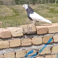 طوقی سیاه آس