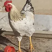 خروس جوان صددرصد ارگانیک و درجه یک|حیوانات مزرعه|شاهرود, |دیوار