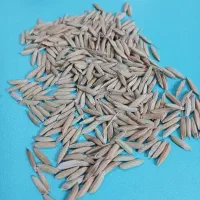 بذر ندا ب شرط