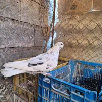 کفتر|پرنده|رودان, |دیوار