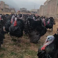 بوقلمون محلی