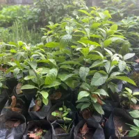 نهال اووکادو مکزیک پرچرب دوساله تا به بالا موجود|خدمات باغبانی و درختکاری|شلمان, |دیوار