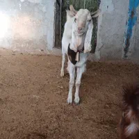 ساورین نجدی|حیوانات مزرعه|الشتر, |دیوار