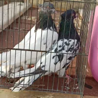 کله سیاه و سبز|پرنده|شیراز, کوشک میدان|دیوار