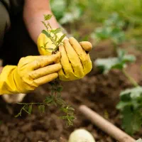 سرایدار ی و باغبانی هرکدام شهر باشه انجام میدهم