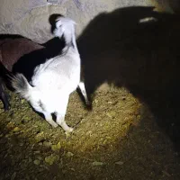 بز و چپیش|حیوانات مزرعه|تفت, |دیوار