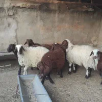 هفت راس بره نر سرحال|حیوانات مزرعه|مشهد, ویلاشهر|دیوار