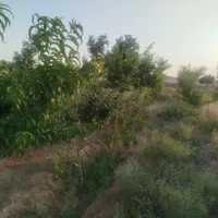 فروش زمین باغ ۱۴۰۰ متری حاشیه خادم آباد|فروش زمین و ملک کلنگی|مشهد, شهرک شهید باهنر|دیوار