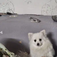 پامرروباهی سایزریزماده دمه فحل