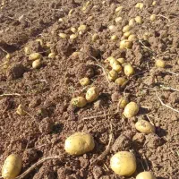 فروش بذر جیلی واگریا