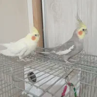 عروس هلندی مولد
