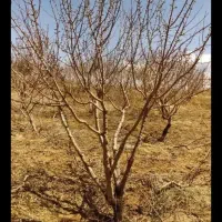 هرس وکاشت درخت