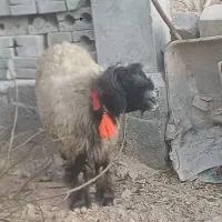 فروش ۴۰ راس میش اصل بختیاری|حیوانات مزرعه|کوهرنگ, |دیوار