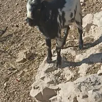 بندر کنگان. روستای پرک