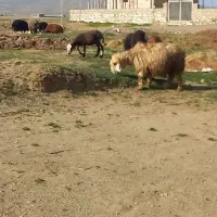 23عدد میش بره داشتی