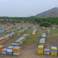 عرضه انواع عسل گیاهی دارویی وطبیعی از زنبوردار|عمدهفروشی|اصفهان, جی شیر|دیوار